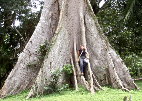 Giant Tree At Ada-grassroottours.com