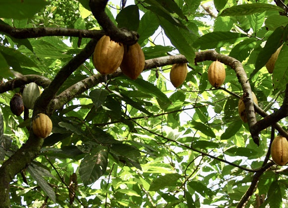 Tetteh Quarshie Cocoa Farm-grassroottours.com