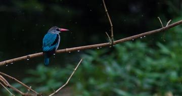 bird-watching Bird Watching in Ghana