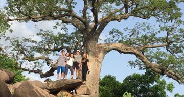 tree