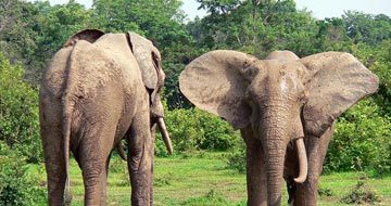 wildlife